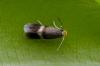 Stigmella sp.